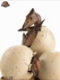 Jurassic Park III ECC Elite Creature Line Estatua Hatching Pterosaur 16 cm