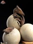 Jurassic Park III ECC Elite Creature Line Estatua Hatching Pterosaur 16 cm