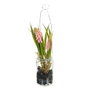 Ixia Planta Jacinto Rosa Artificial 7 x 7 x 18 cm