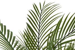 DKD Home Decor Planta Verde Kwai palmera 92 x 150 x 92 cm (2 Unidades)