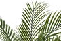 DKD Home Decor Planta Verde Kwai palmera 92 x 150 x 92 cm (2 Unidades)