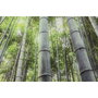 DKD Home Decor Cuadro de Cristal Templado Fotoimpreso Verde 150x100 cm