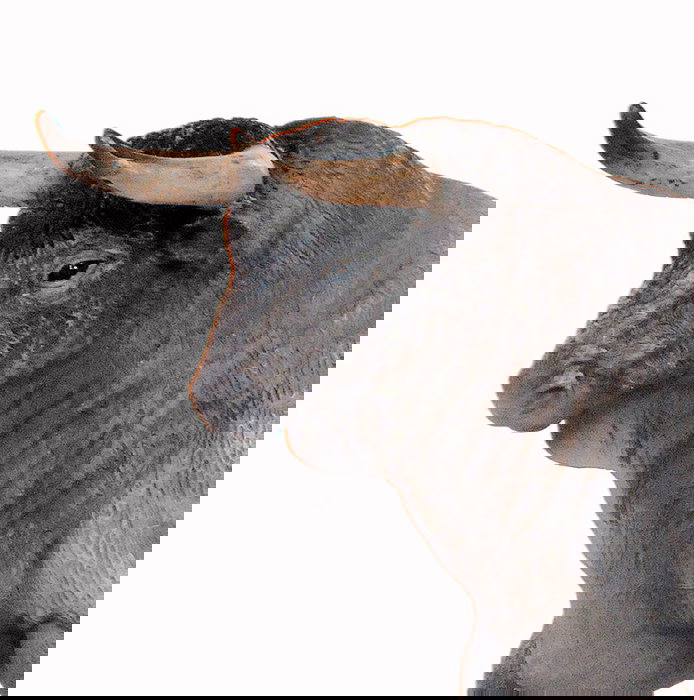 Deqube Toro Bravo Cárdeno Trotando Réplica Animal Pintada a Mano +3 Años Deqube Toro Bravo Cárdeno Trotando Réplica Animal Pintada a Mano +3 Años