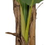 Ixia Planta Platanero Verde de 200 cm