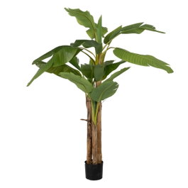 Ixia Planta Platanero Verde de 200 cm
