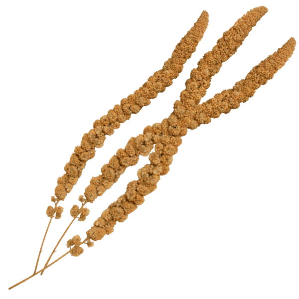 Nayeco Gran Pasto Panizo 250g Vet Nayeco Gran Pasto Panizo 250g Vet