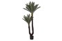 DKD Home Decor Planta Sago Cycas Verde 80x80x170 cm