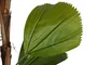 DKD Home Decor Planta Licuala Grandis con Maceta de Cemento Verde y Marrón 60x60x180 cm