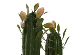 DKD Home Decor Planta Tropical Verde 12 x 28 x 10 cm (6 Unidades) Foam y PP