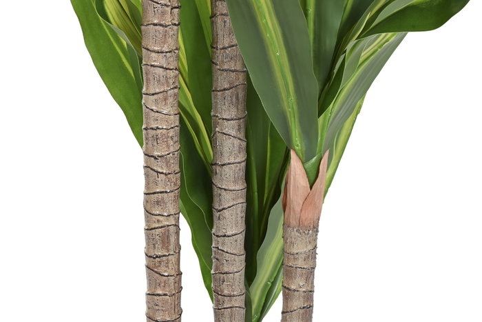 DKD Home Decor Planta Dracaena Verde PE 80x80x159 cm