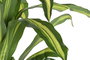 DKD Home Decor Planta Dracaena Verde PE 80x80x159 cm