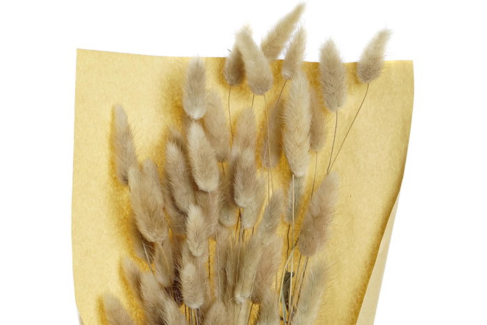 DKD Home Decor Ramo de Flor Seca Cola de Conejo Natural 20x20x76 cm