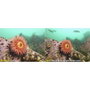 Sealife Sealife Ultra-Wide Angle Dome Lens SL052 para Micro Series y RM-4K