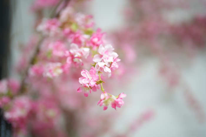 Oplante Vara Flor de Manzano Rosa Artificial de Tela 96 cm Alto x 12 cm Ancho