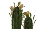 DKD Home Decor Planta Cactus Verde Foam PP 10x12x28