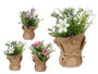 IBERGARDEN Planta Saco Flores Mediana Surtidos Colores 10x26x10 cm (Set de 18)