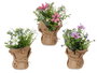 IBERGARDEN Planta Saco Flores Mediana Surtidos Colores 10x26x10 cm (Set de 18)