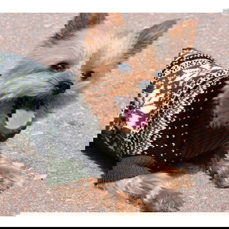 Nayeco Jersey de Punto Flor Polar Verde 25 cm para Mascota, Cálido, Adaptable, con Ojal para Correa y Elástico para la Cola