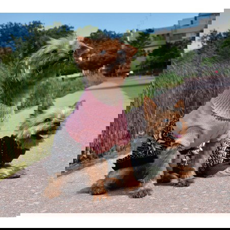 Nayeco Jersey de Punto Flor Polar Verde 25 cm para Mascota, Cálido, Adaptable, con Ojal para Correa y Elástico para la Cola