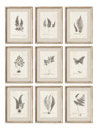 DKD Home Decor Cuadro Abeto Cristal Botánico Surtido de 9 Piezas