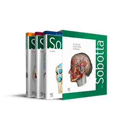 Sobotta Atlas de Anatomía Humana 3 vol. + Tablas, Paulsen - Elsevier Editorial