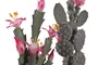 DKD Home Decor Planta Cactus Verde Rosa 15 x 29 x 15 cm (4 Unidades)
