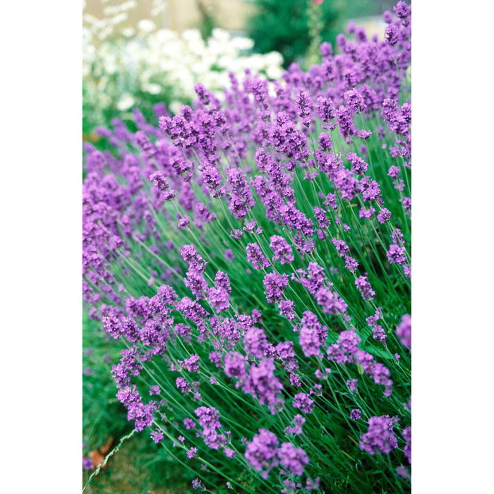 Orion Bolsa Antipolillas Aroma Lavanda 20 uds
