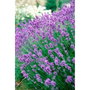 Orion Bolsa Antipolillas Aroma Lavanda 20 uds