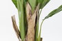 DKD Home Decor Palmera Platanera Colección Banana