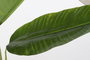 DKD Home Decor Palmera Platanera Colección Banana