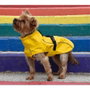 Nayeco Impermeable London Amarillo 40 cm