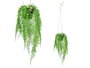 Ibergarden Planta Helecho Colgar Mediano 27x36x17 cm (Set de 12)