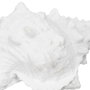 Figura Caracola Blanco Resina Decoración 21 X 14 X 12 cm