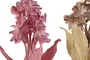 DKD Home Decor Flor Rosa y Beige 10 x 100 x 20 cm (6 Unidades)