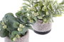 DKD Home Decor Planta Resina PE Surtida de 2 Colores