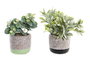 DKD Home Decor Planta Resina PE Surtida de 2 Colores