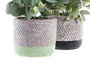 DKD Home Decor Planta Resina PE Surtida de 2 Colores