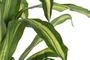 DKD Home Decor Planta Artificial Dracaena Verde 80 x 159 x 80 cm (2 Unidades)