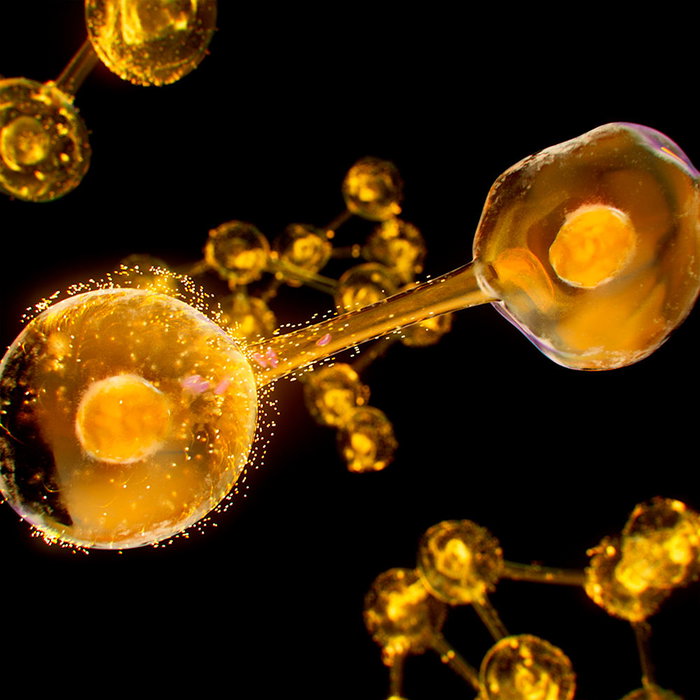 Institut Esthederm Excellage Contorno de Ojos 15 ml - Anti-Ojeras, Bolsas y Arrugas, Tratamiento Reafirmante con Camelia Institut Esthederm Excellage Contorno de Ojos 15 ml - Anti-Ojeras, Bolsas y Arrugas, Tratamiento Reafirmante con Camelia