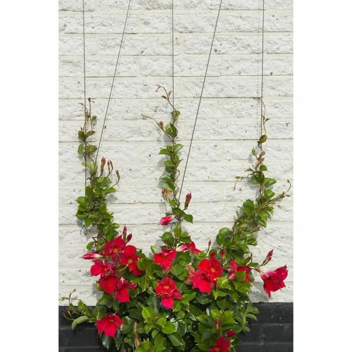 Nature Metallic Trellis 6040760 para plantas trepadoras Nature Metallic Trellis 6040760 para plantas trepadoras