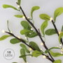 GSC Evolution Rama decorativa LED de hojas y bayas blancas, 0,75M, luz cálida