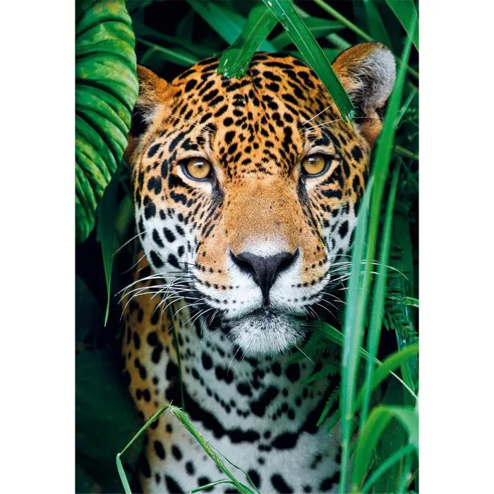 Clementoni CLE1708579108441 Puzzle 500 Piezas Jaguar en la Jungla Clementoni CLE1708579108441 Puzzle 500 Piezas Jaguar en la Jungla