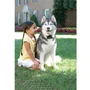 Sistema Inalámbrico Contención Mascotas PetSafe Prf-3004xw-20