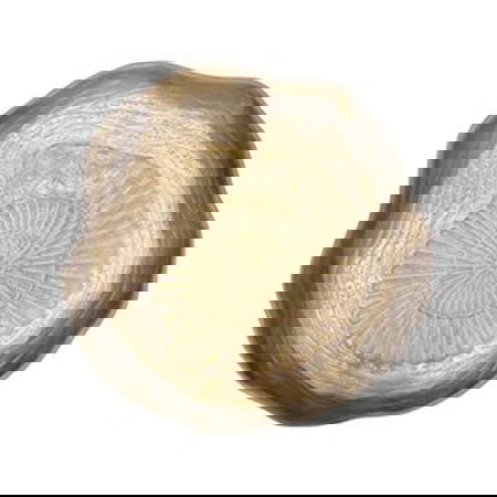 Summa Mar Arena Plato Llano Caracol 24 cm, Gres, Vajilla, Diámetro 24 cm (Set de 6)