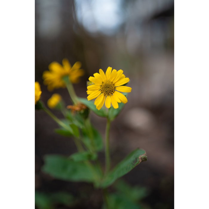 Samyang AF 1.4/35 P FE Sony E