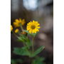 Samyang AF 1.4/35 P FE Sony E
