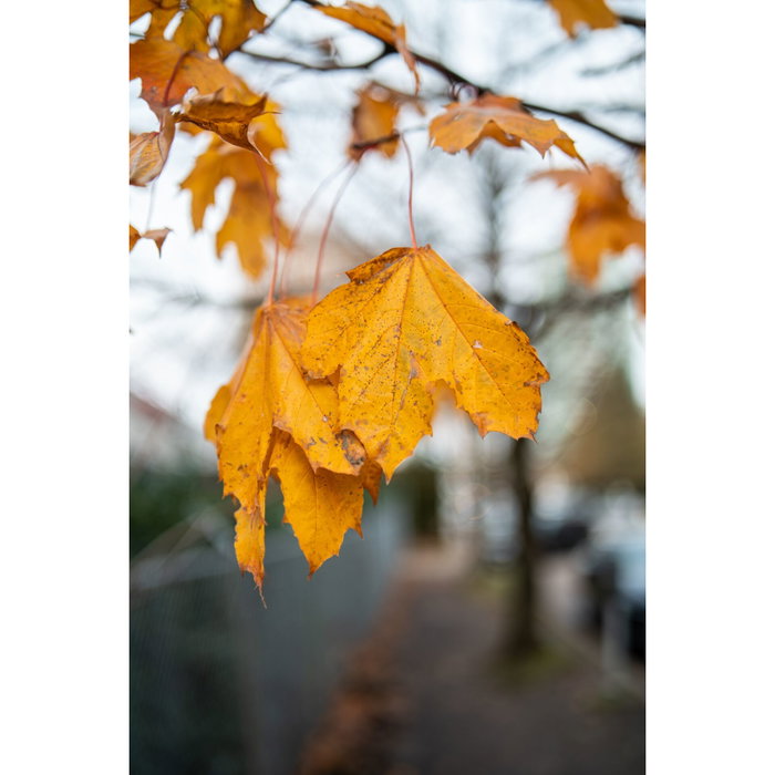 Samyang AF 1.4/35 P FE Sony E