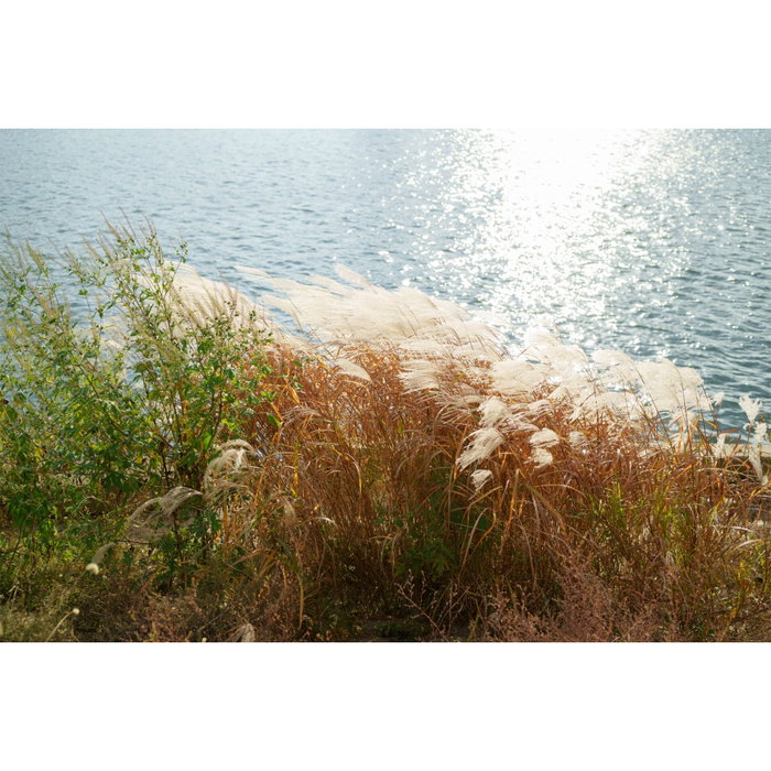 Samyang AF 1.4/35 P FE Sony E