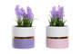 DKD Home Decor Planta de Cerámica Lavanda Surtido 2 Colores