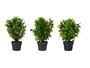 Ibergarden Maceta Plástico Negra Grande 25x50x25cm Para Plantas Verdes (Set de 3)